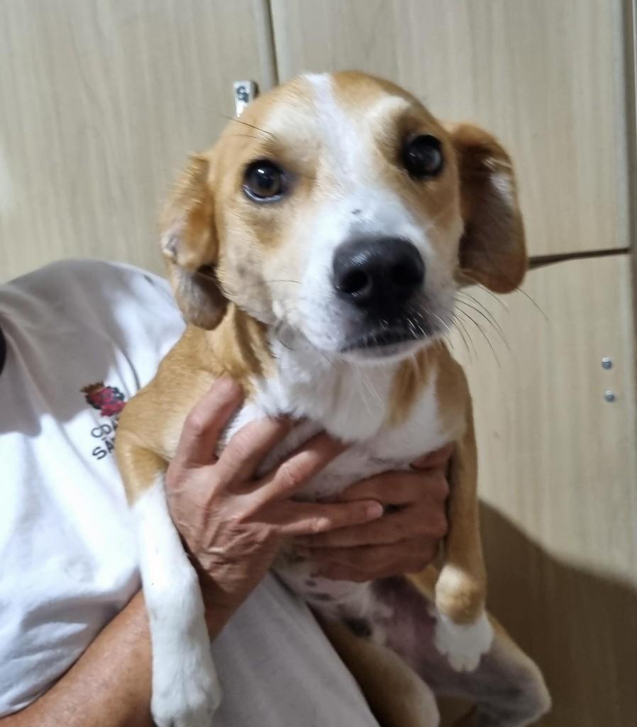 Romeu, cachorro de porte médio para adoção em São Paulo - SP
