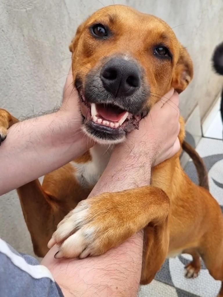 Alfredo, cachorro de porte grande para adoção em São Paulo - SP