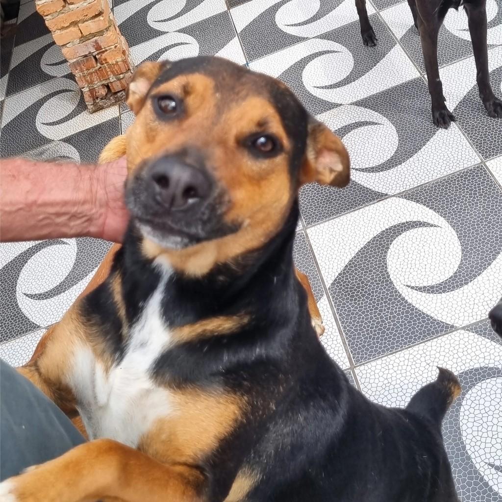 Bernadete, cadela de porte pequeno para adoção em São Paulo - SP