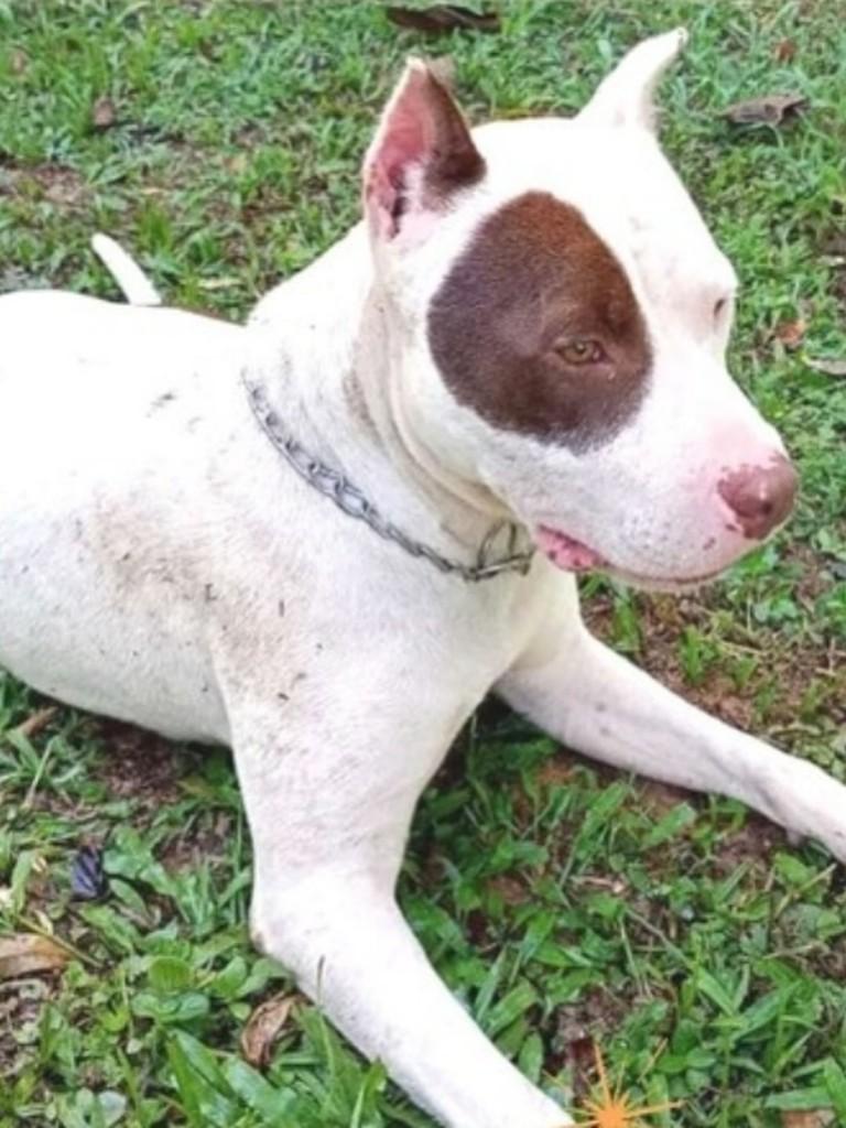 Pirata, cachorro de porte médio para adoção em São Paulo - SP