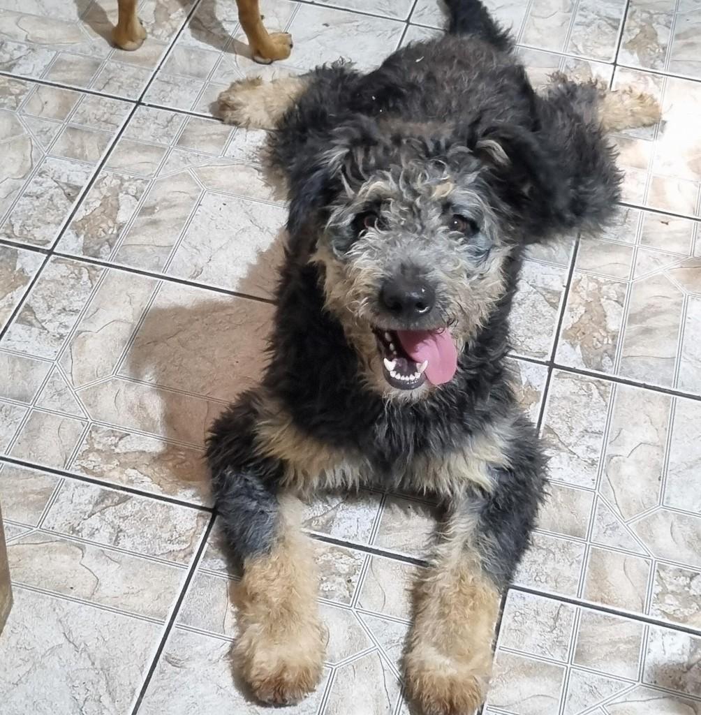 Meg, cachorro de porte médio para adoção em São Paulo - SP