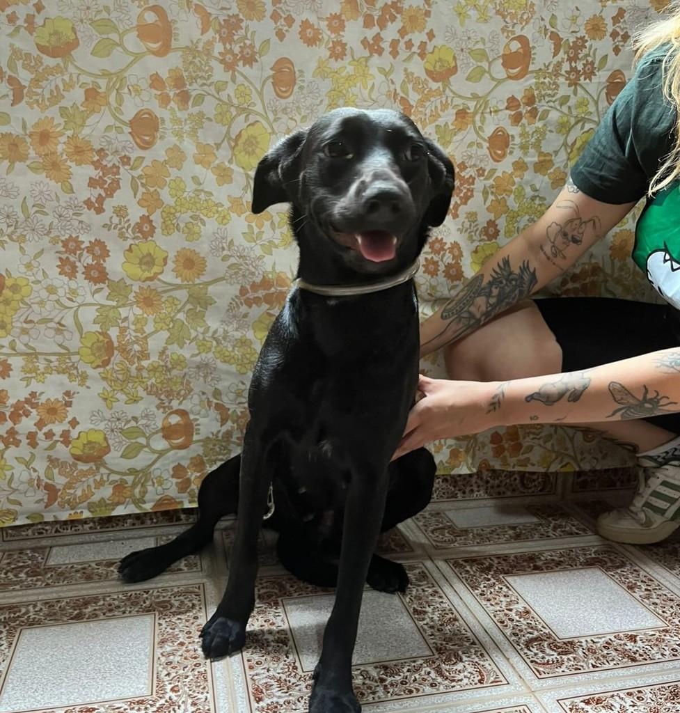 Raica, cadela de porte médio para adoção em São Paulo - SP