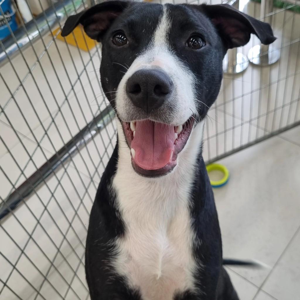Eros, cachorro de porte pequeno para adoção em São Paulo - SP
