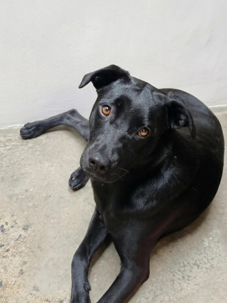 Alice, cadela de porte médio para adoção em São Paulo - SP