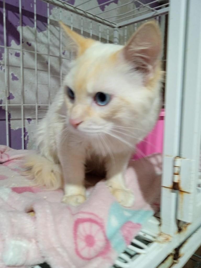Noah, gato para adoção em São Paulo - SP