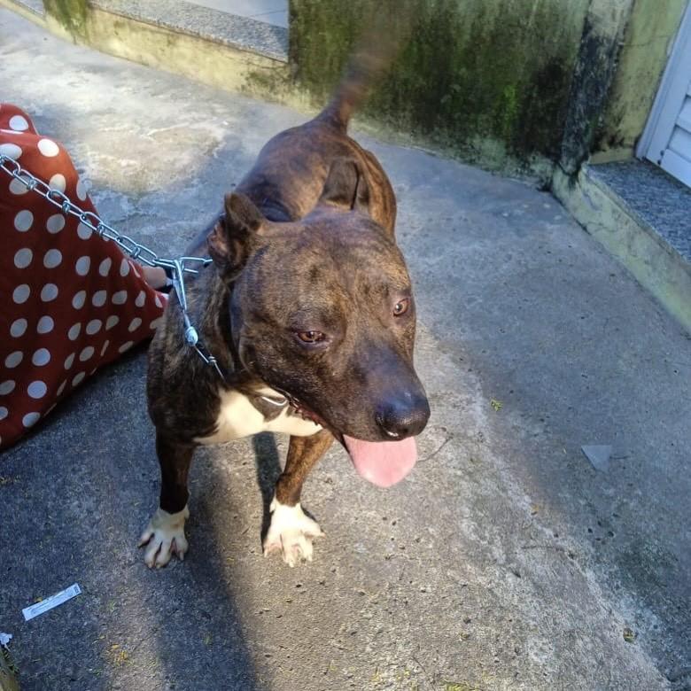 Sonic, cachorro de porte médio para adoção em São Paulo - SP