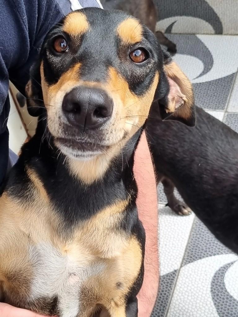 Léo, cachorro de porte médio para adoção em São Paulo - SP