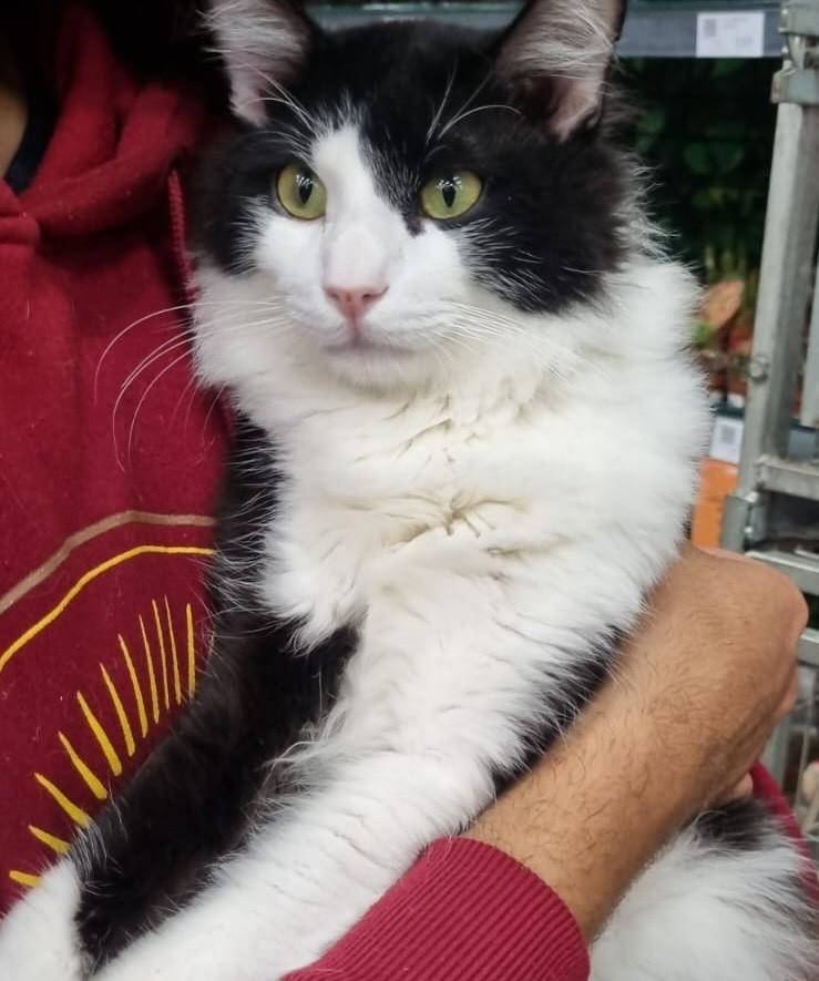 Leôncio, gato de porte médio para adoção em São Paulo - SP