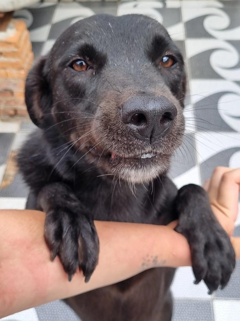 Matheus, cachorro de porte médio para adoção em São Paulo - SP