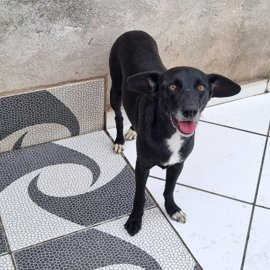 Furão, cachorro de porte médio para adoção em São Paulo - SP