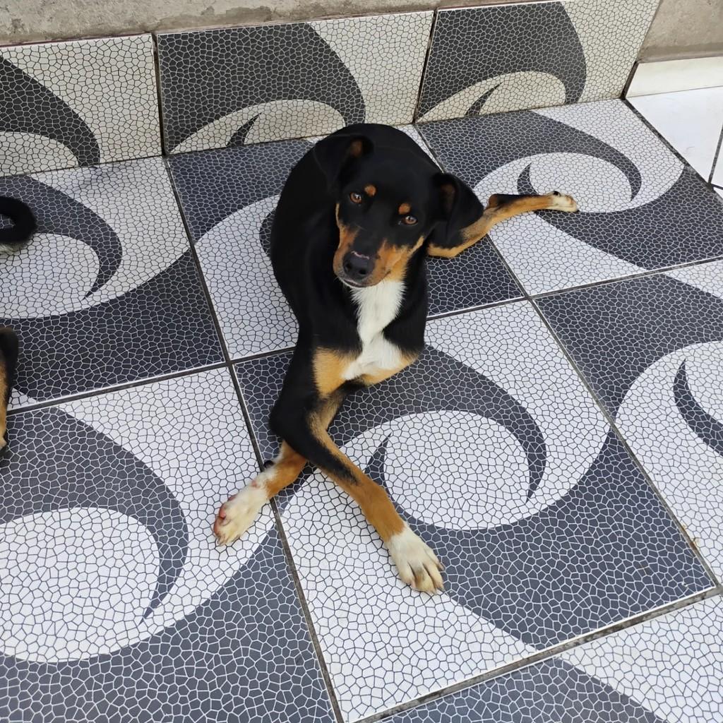 Ozzy, cachorro de porte médio para adoção em São Paulo - SP