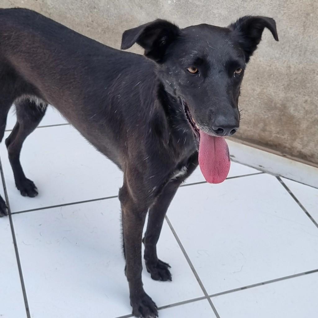 Capitu, cadela de porte grande para adoção em São Paulo - SP