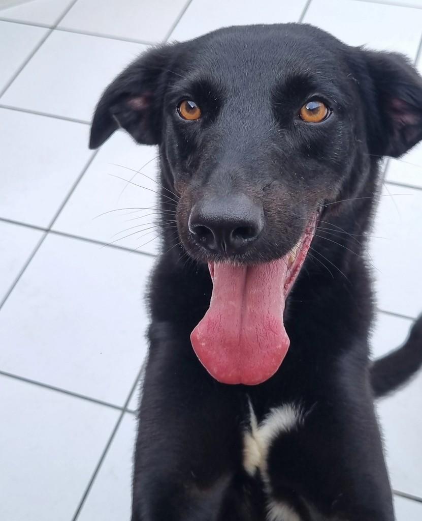 Jordan, cachorro de porte médio para adoção em São Paulo - SP