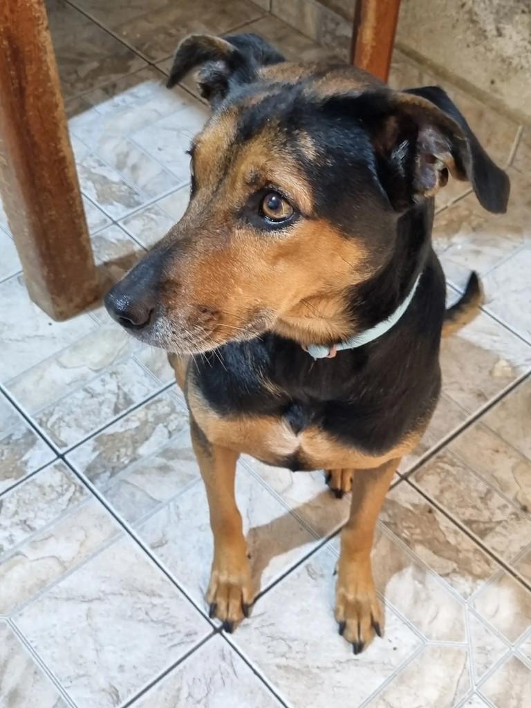 Luma, cadela de porte pequeno para adoção em São Paulo - SP