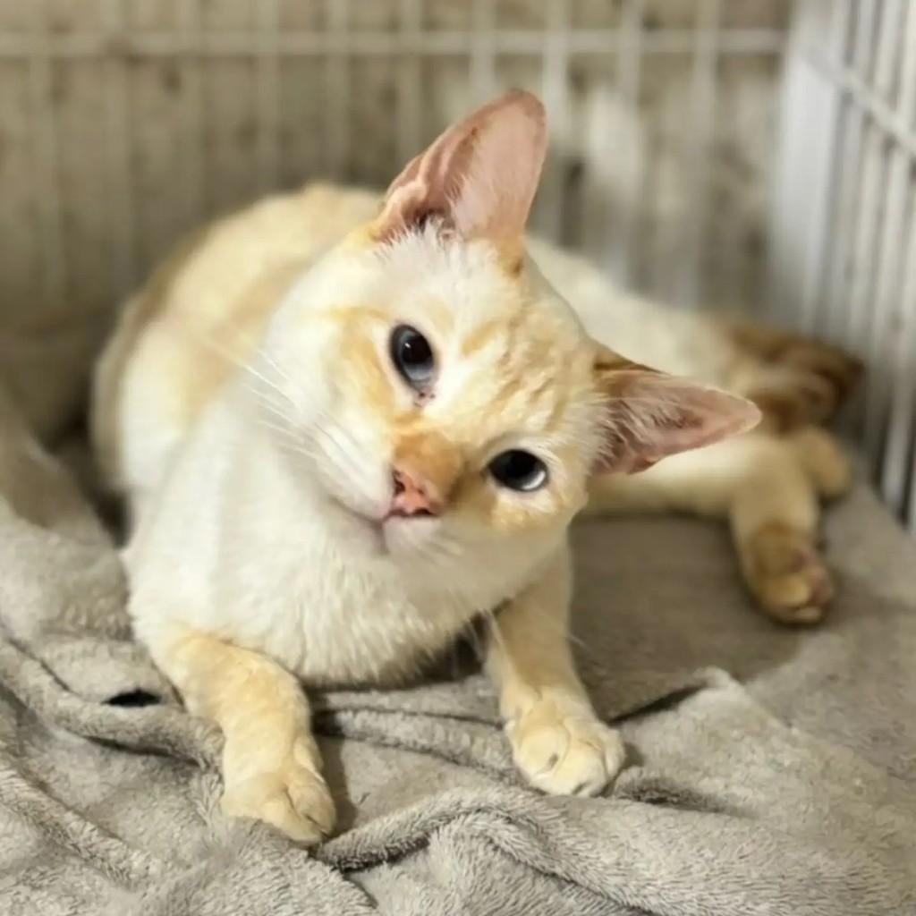 Simba, gato de porte médio para adoção em São Paulo - SP