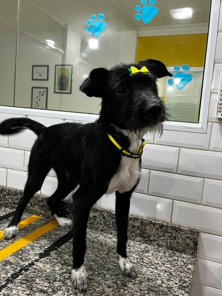Lua, cadela de porte médio para adoção em São Paulo - SP