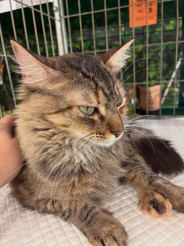 Diva, gato de porte médio para adoção em São Paulo - SP