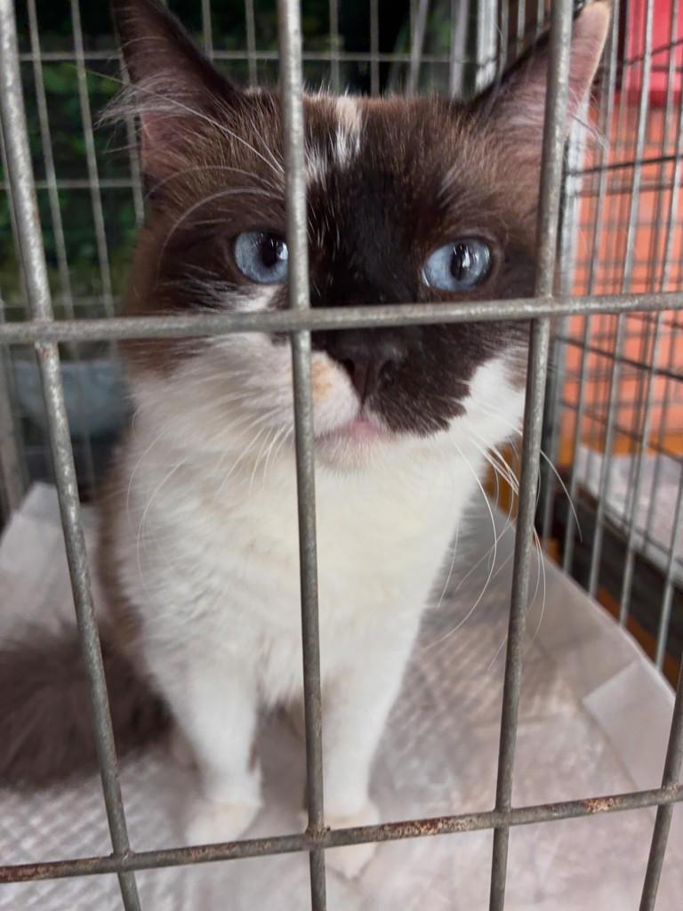 Gamora, gata de porte pequeno para adoção em São Paulo - SP