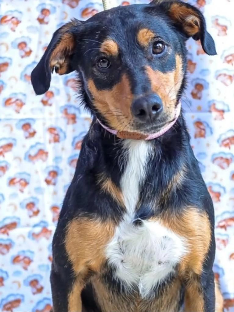 Carlos Daniel, cachorro de porte médio para adoção em São Paulo - SP