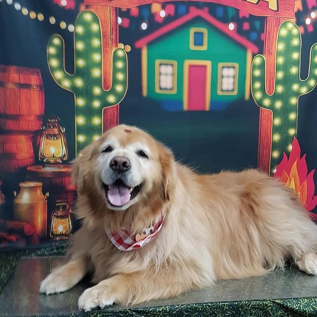 Hulk, cachorro de porte grande para adoção em São Paulo - SP