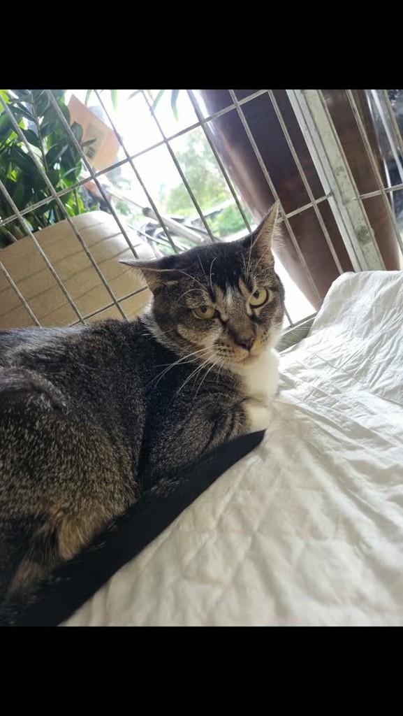 Amora, gata de porte médio para adoção em São Paulo - SP