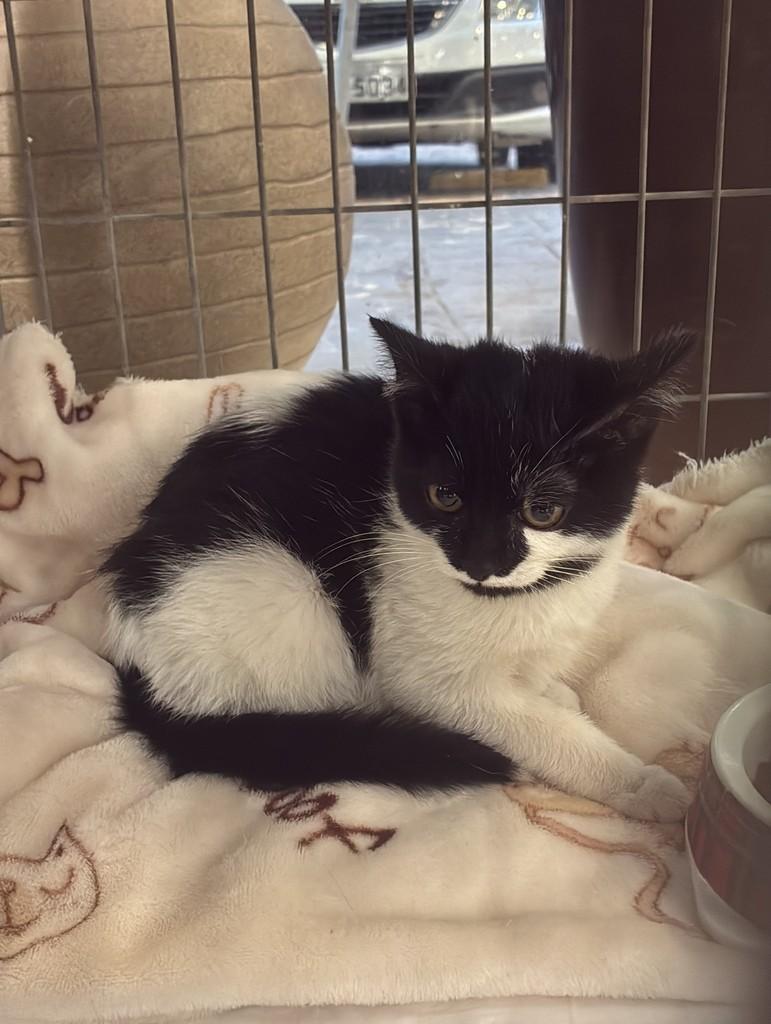 Lua, gato de porte pequeno para adoção em São Paulo - SP