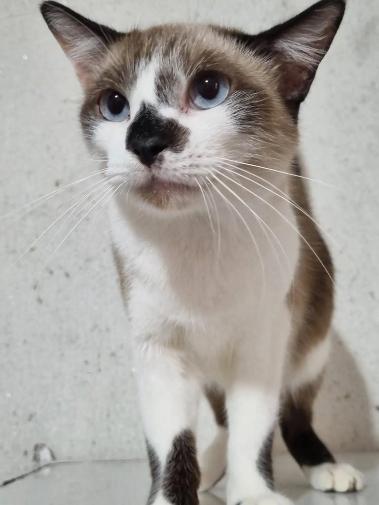 Cristal, gata de porte médio para adoção em São Paulo - SP