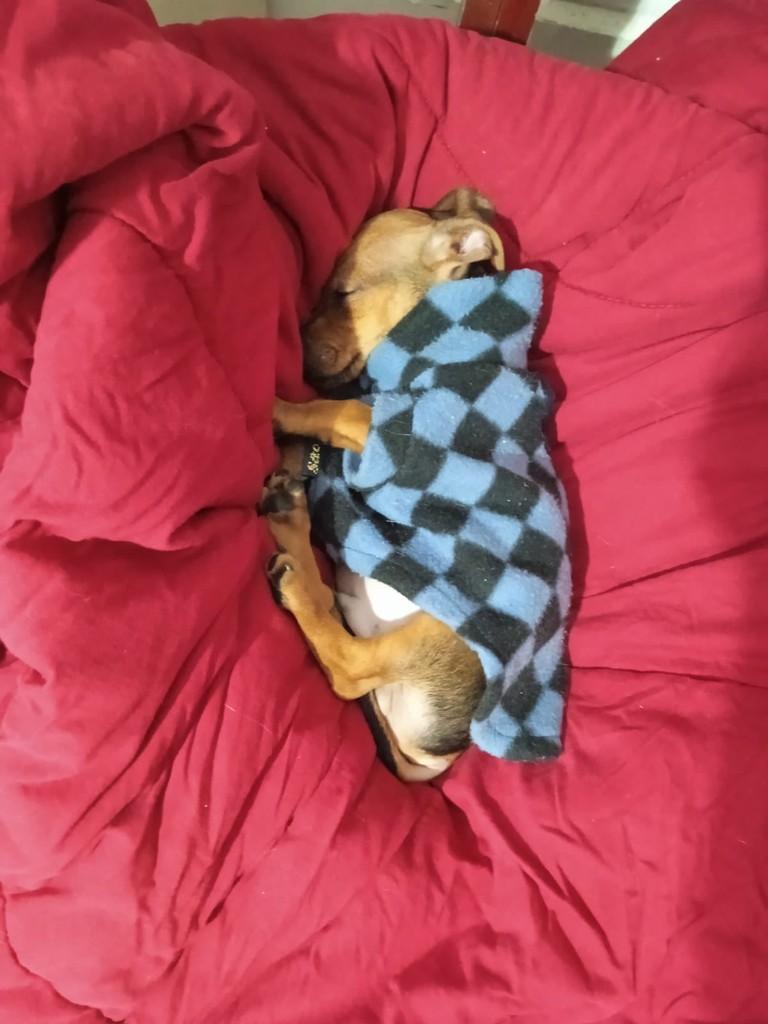Polegar, cachorro de porte pequeno para adoção em São Paulo - SP