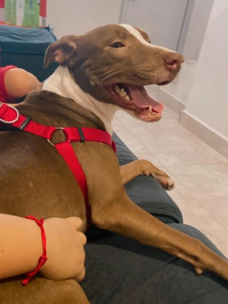 Amora, cadela de porte médio para adoção em São Paulo - SP