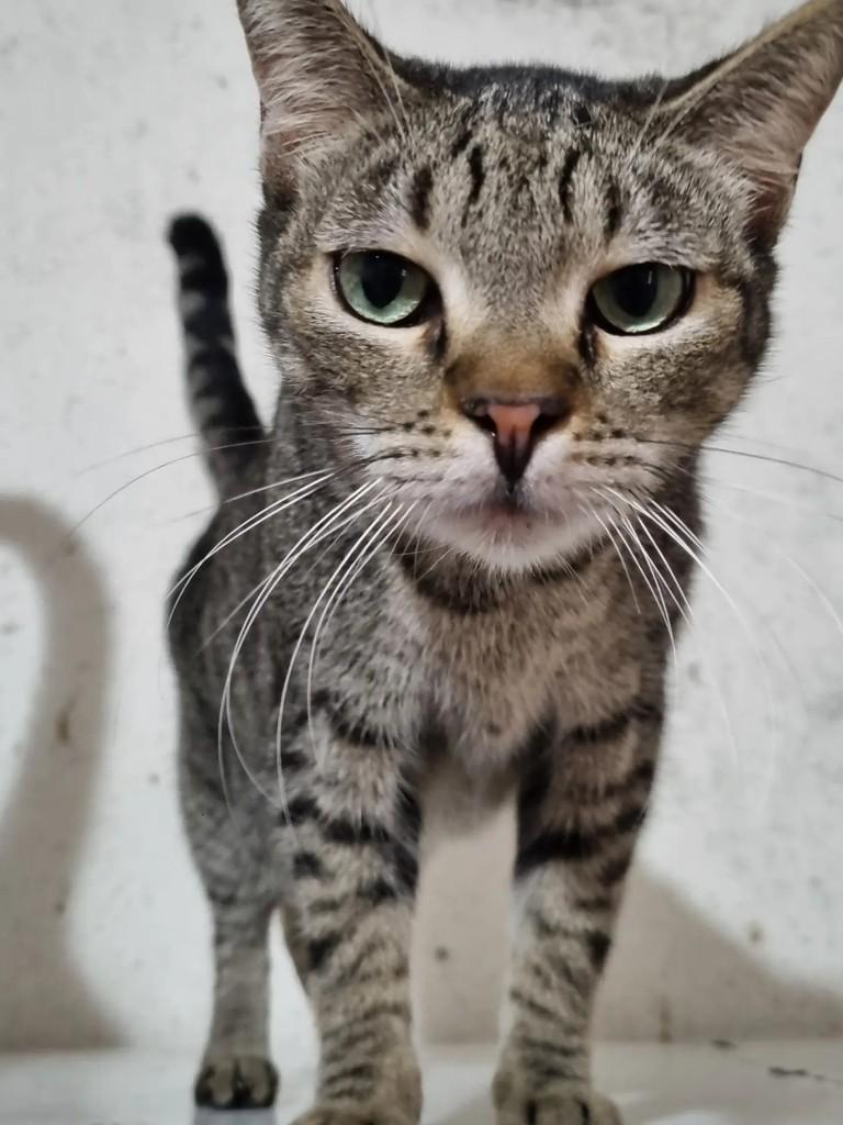 Canela, gata de porte médio para adoção em São Paulo - SP