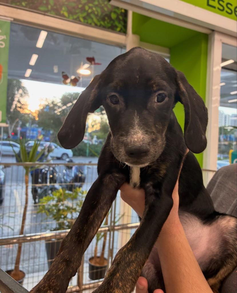 Tobby, cachorro de porte grande para adoção em São Paulo - SP