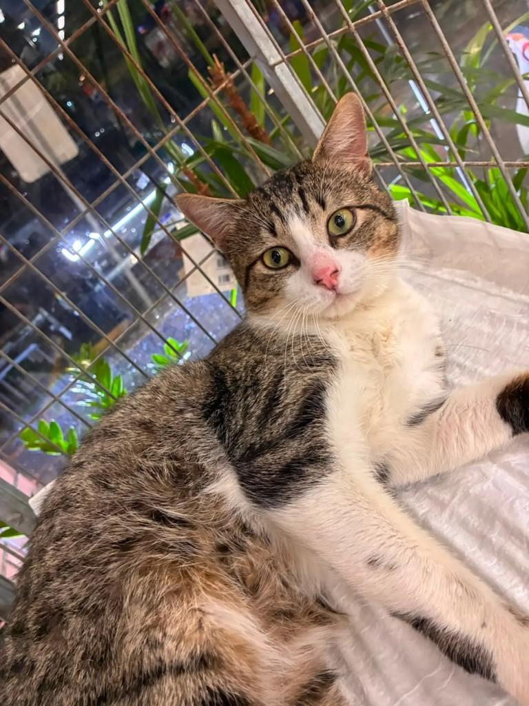 Floquinho, gato de porte pequeno para adoção em Pereira Barreto - SP