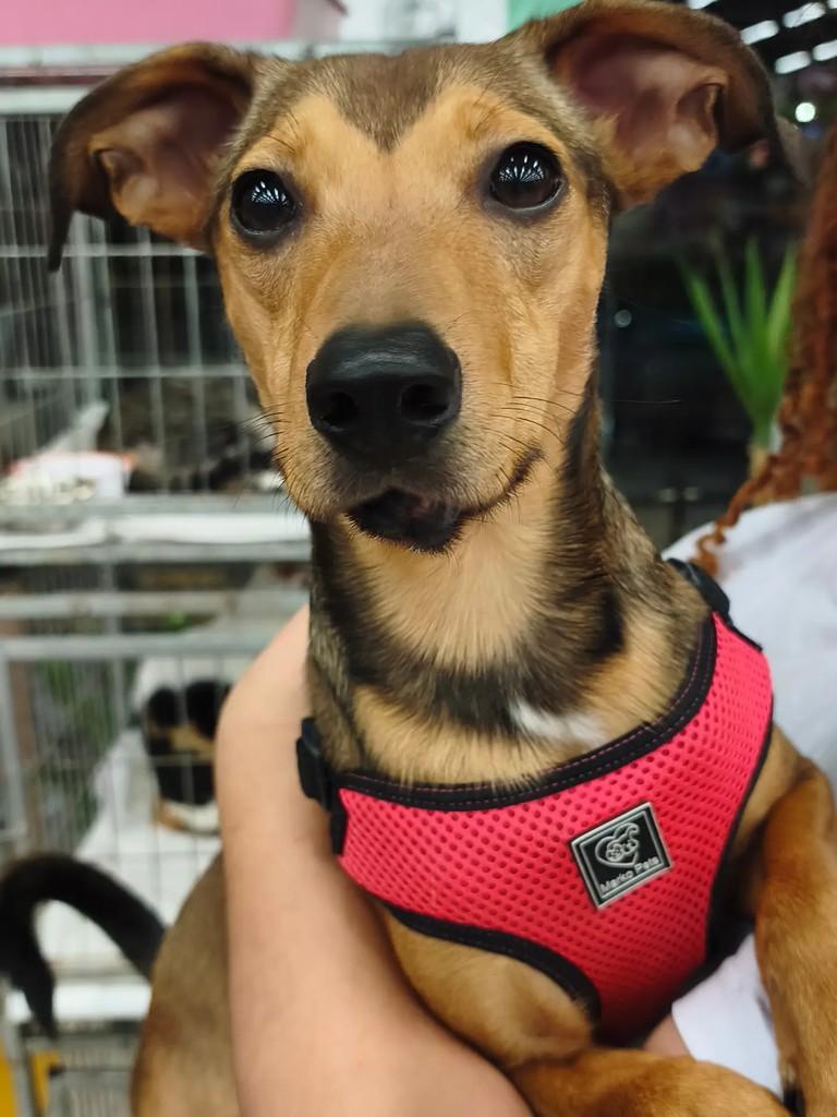 Matilda, cadela de porte médio para adoção em São Paulo - SP