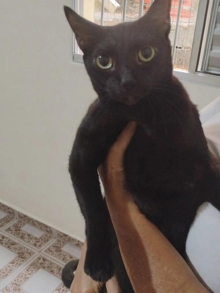 Black, gato de porte médio para adoção em São Paulo - SP