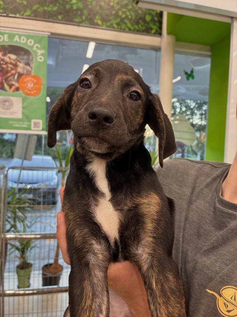 Sebastian, cachorro de porte grande para adoção em São Paulo - SP