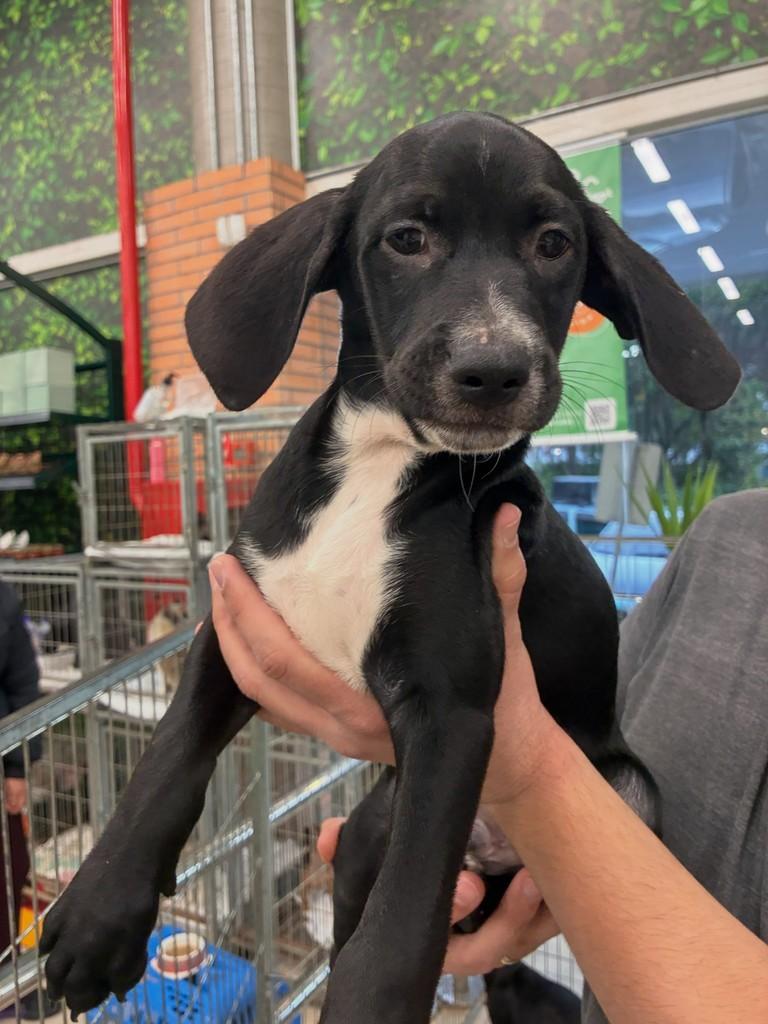 Dumbo, cachorro de porte grande para adoção em São Paulo - SP