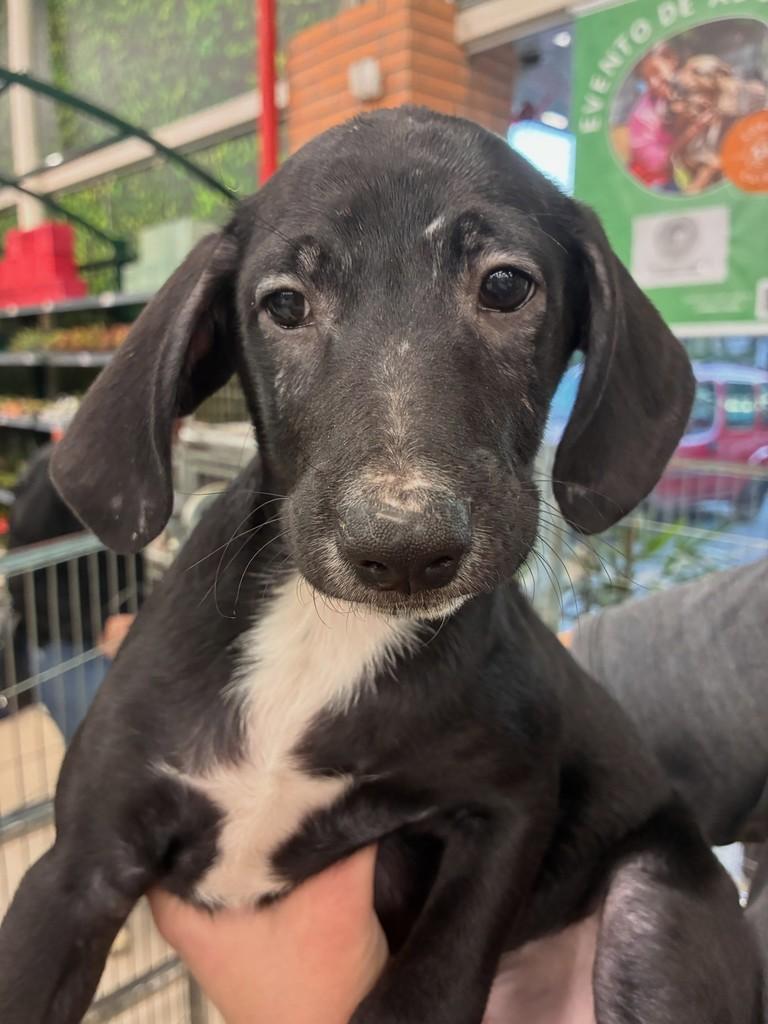 Max, cachorro de porte grande para adoção em São Paulo - SP