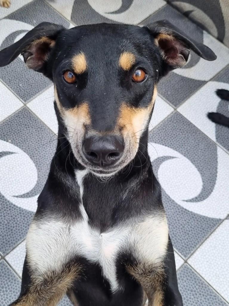 Luigi, cachorro de porte médio para adoção em São Paulo - SP