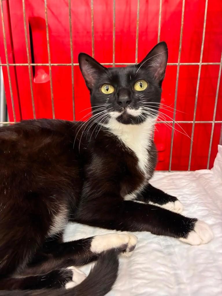 Nina, gato de porte pequeno para adoção em São Paulo - SP