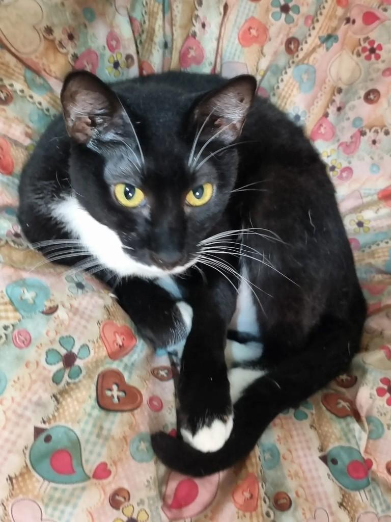 Loki, gato de porte pequeno para adoção em São Paulo - SP