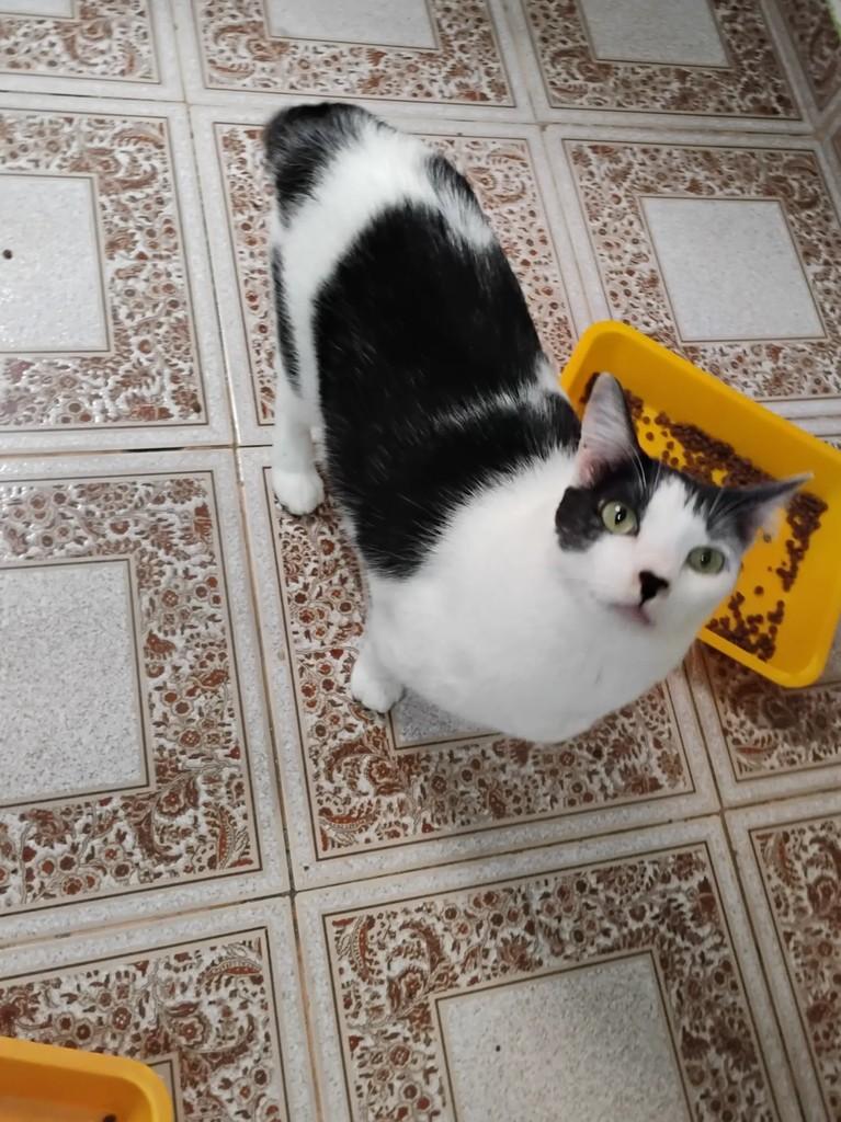 Jujuba, gata de porte médio para adoção em São Paulo - SP