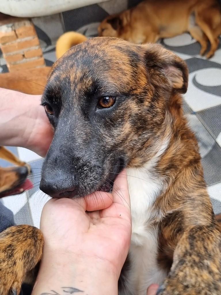 Sansão, cachorro de porte médio para adoção em São Paulo - SP