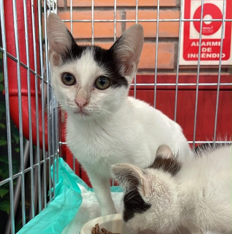 Antonieta, gato de porte pequeno para adoção em São Paulo - SP