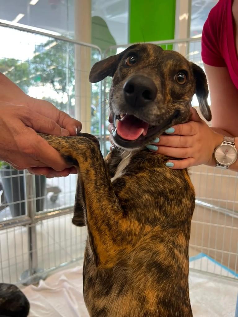 Tigresa, cadela de porte pequeno para adoção em São Paulo - SP