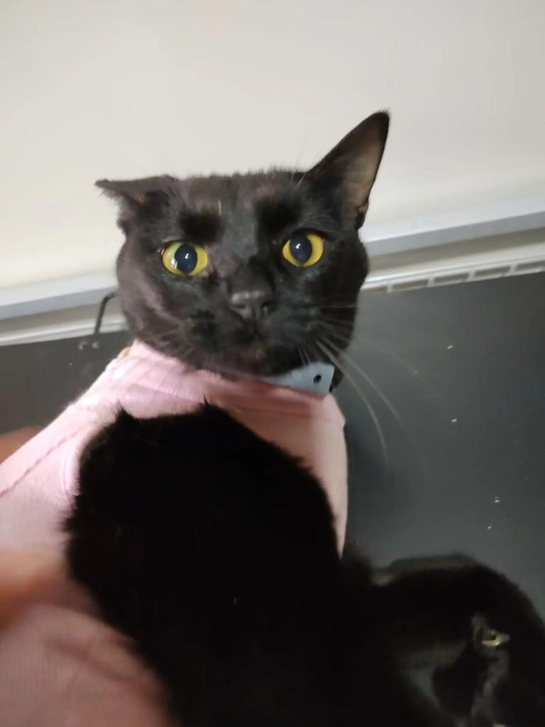 Pantera, gato para adoção em São Paulo - SP
