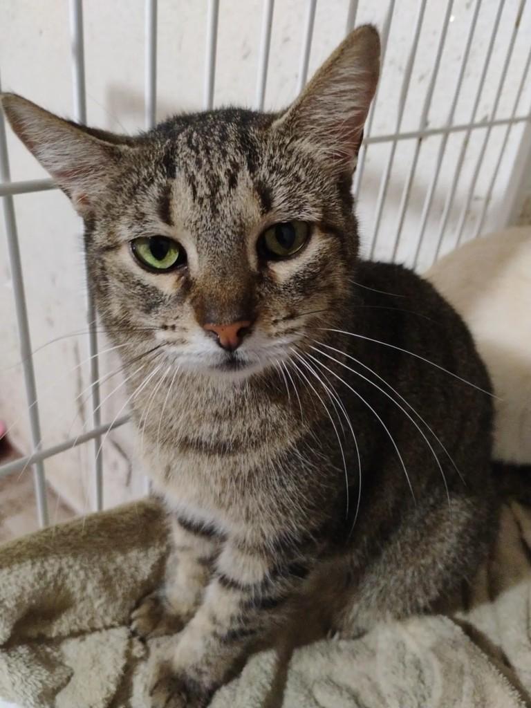Lilica, gata de porte pequeno para adoção em São Paulo - SP