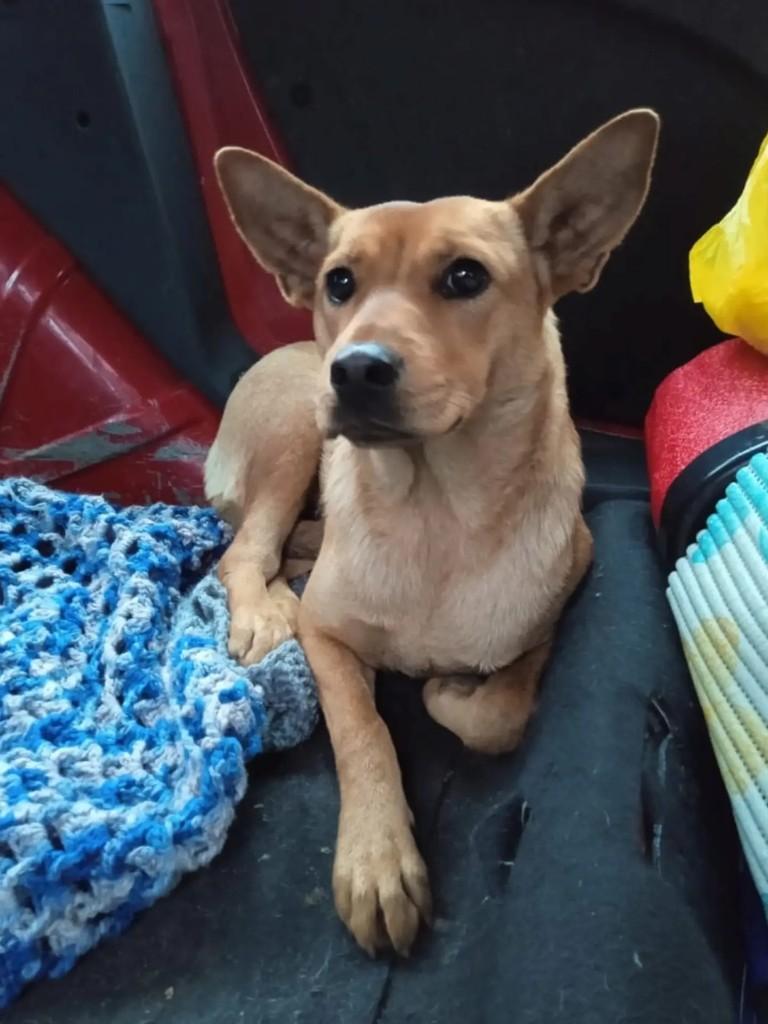 Carmela, cadela de porte médio para adoção em São Paulo - SP
