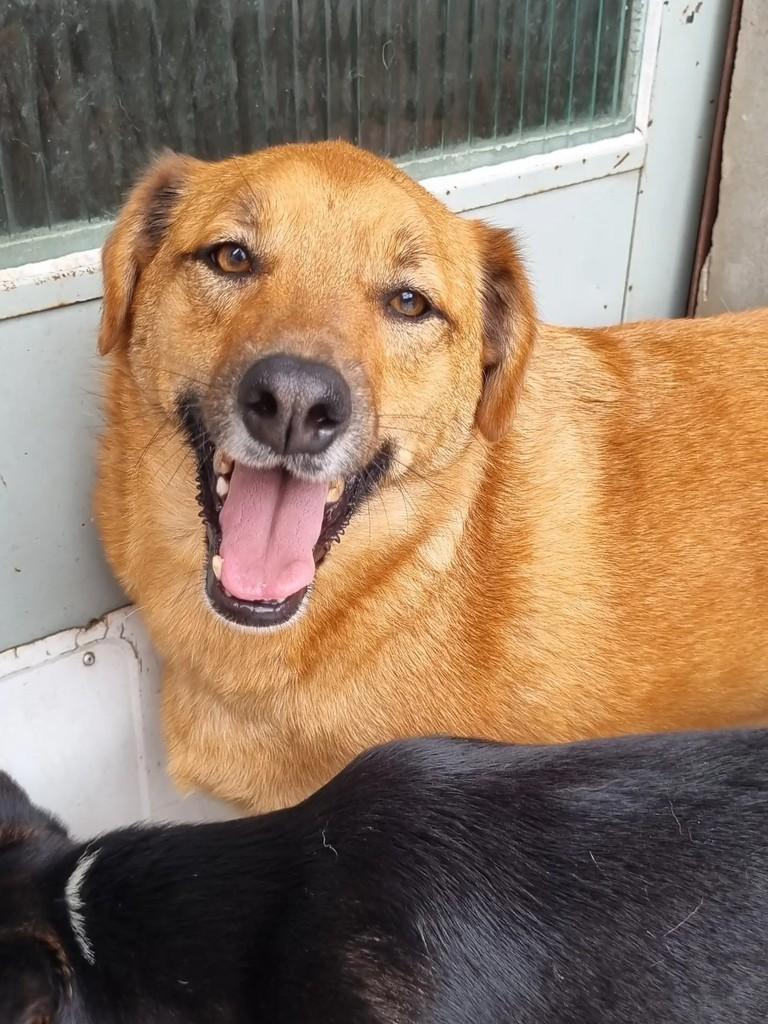 Ted, cachorro de porte médio para adoção em São Paulo - SP