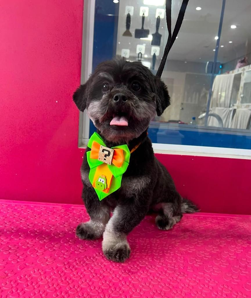 Apólo, cachorro de porte pequeno para adoção em São Paulo - SP