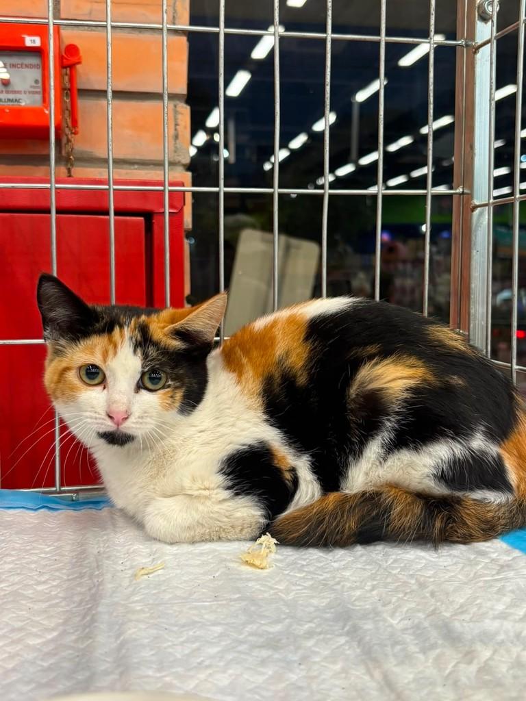 Amelia, gata de porte pequeno para adoção em São Paulo - SP